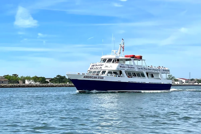 Things To Do Cape May Whale Watcher